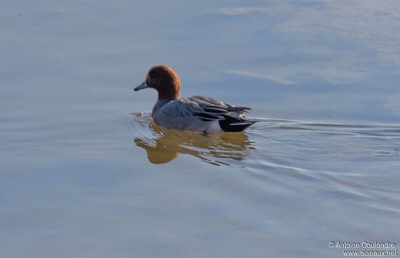 Canard siffleur mâle adulte nuptial