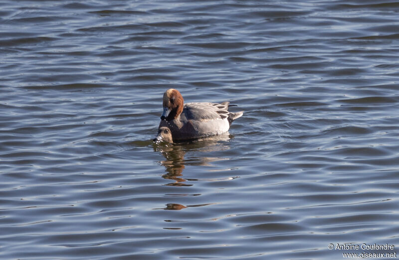 Eurasian Wigeonadult breeding, mating.