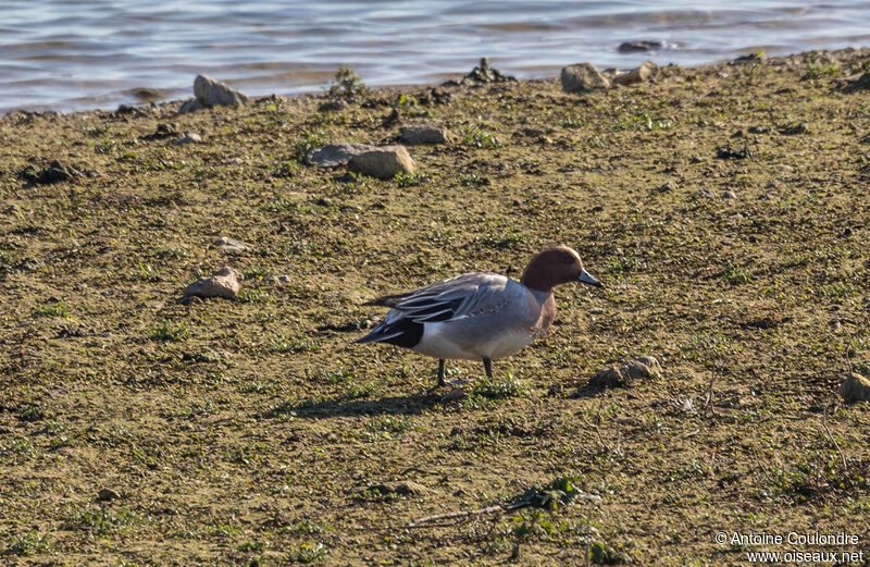 Eurasian Wigeon male adult breeding