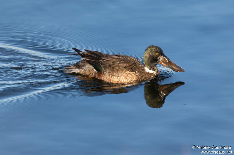 Canard souchet femelle adulte nuptial