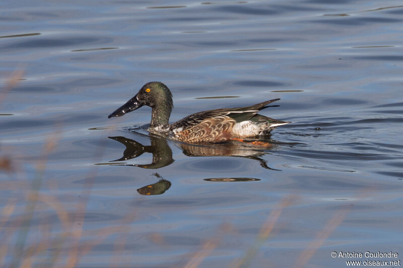 Canard souchet mâle adulte internuptial