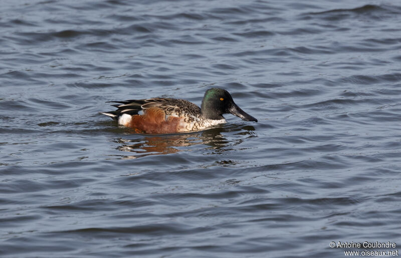 Canard souchet mâle adulte transition