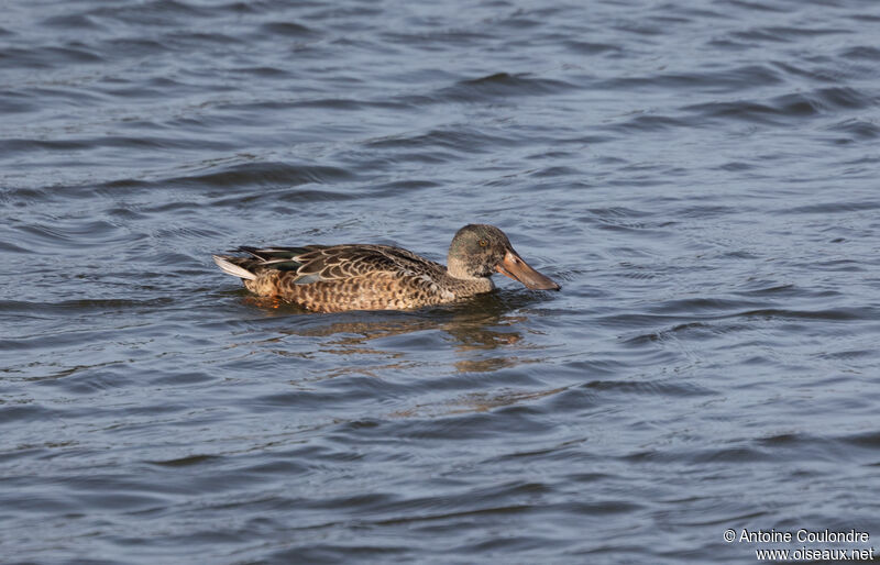 Canard souchet femelle adulte transition