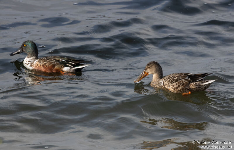 Canard souchetadulte transition