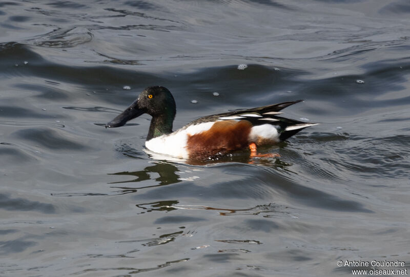 Northern Shoveler male adult breeding