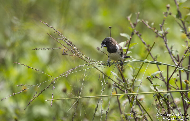 Bronze Mannikinadult breeding, Reproduction-nesting