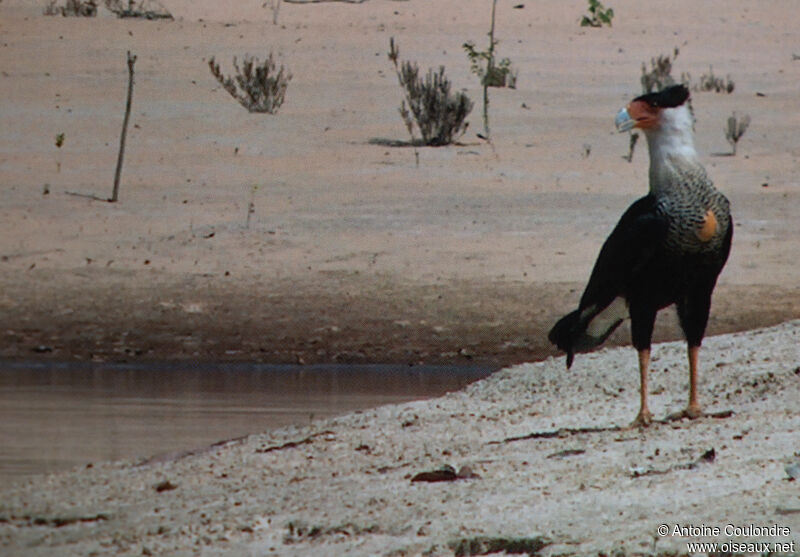 Caracara huppé