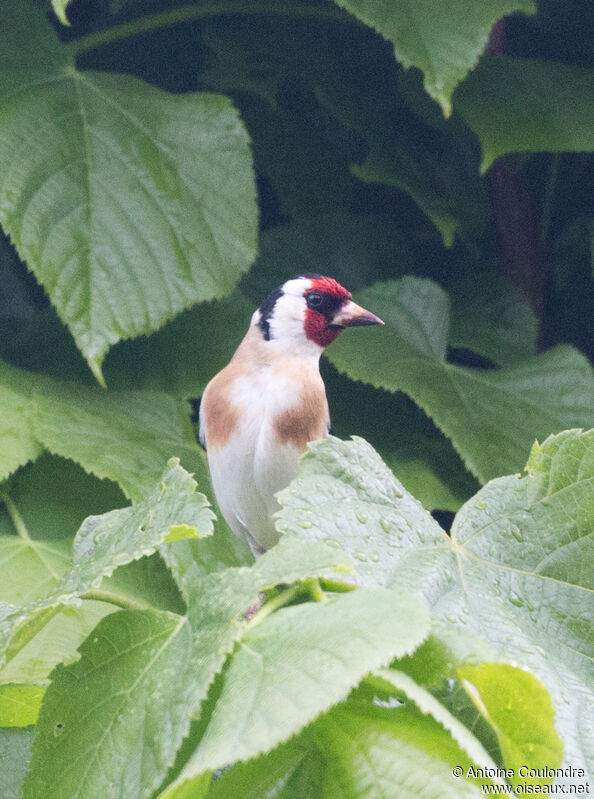 European Goldfinch