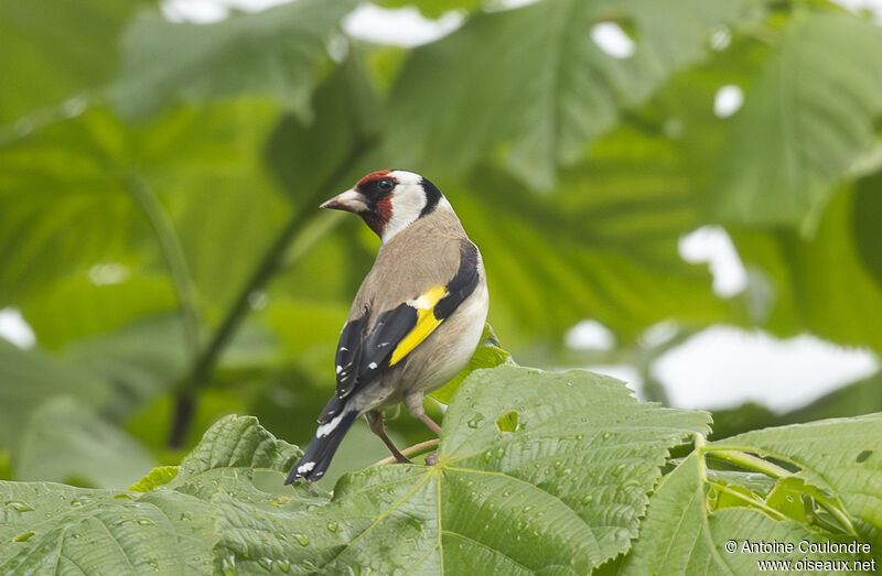 European Goldfinchadult breeding