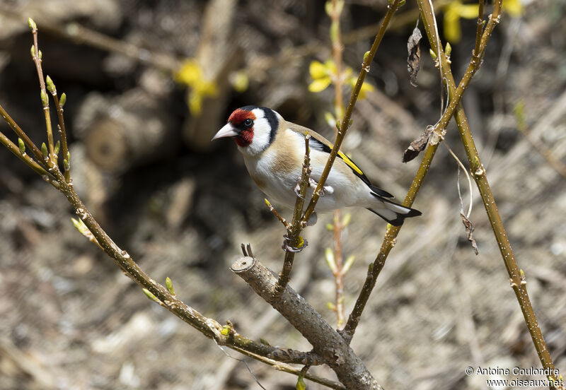 Chardonneret élégantadulte nuptial