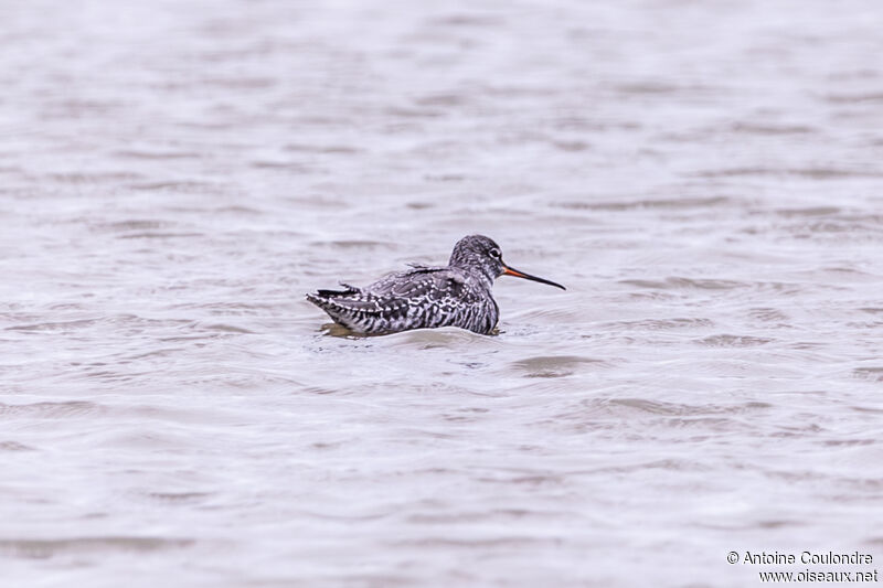 Spotted Redshankadult post breeding, swimming