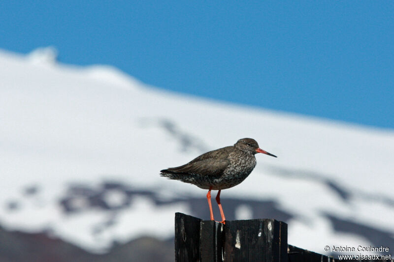 Common Redshankadult breeding