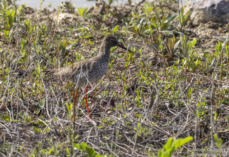 Common Redshankadult transition, walking