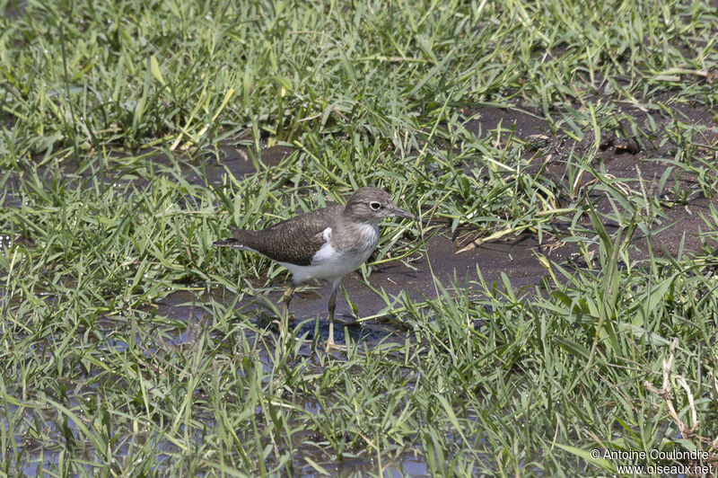 Common Sandpiperadult