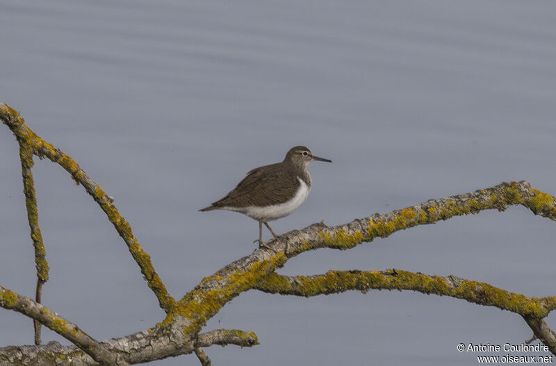 Common Sandpiperadult breeding