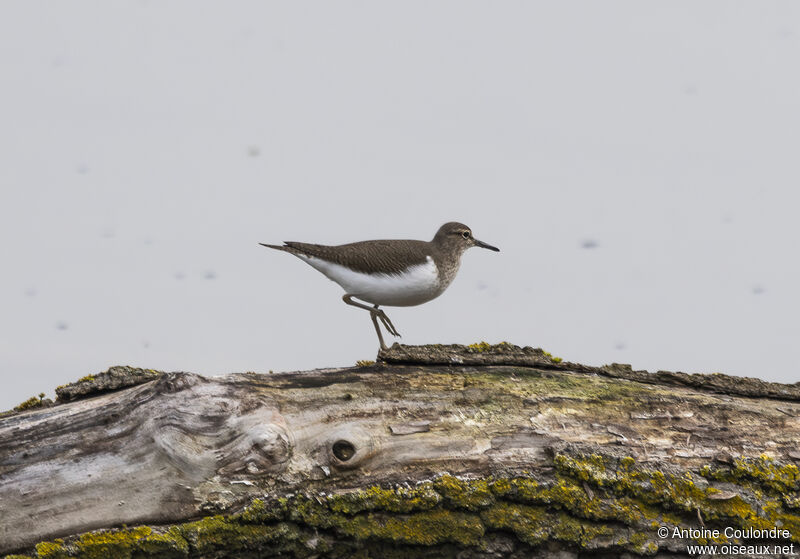 Common Sandpiperadult breeding