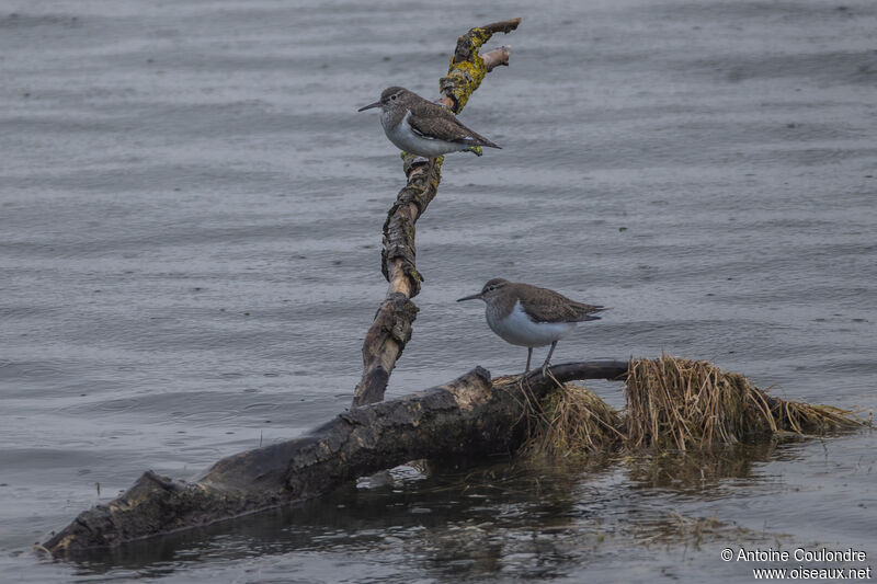 Common Sandpiperadult breeding