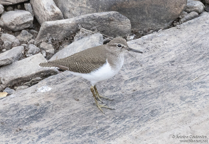 Common Sandpiperadult