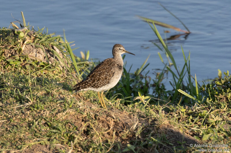 Wood Sandpiperadult