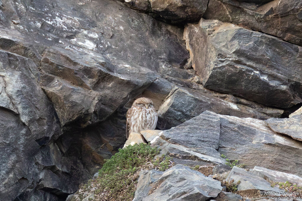 Chevêche d'Athénaadulte