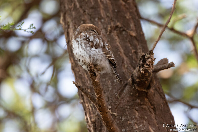 Pearl-spotted Owletadult