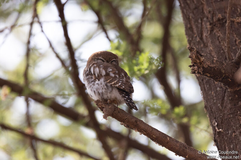 Pearl-spotted Owletadult