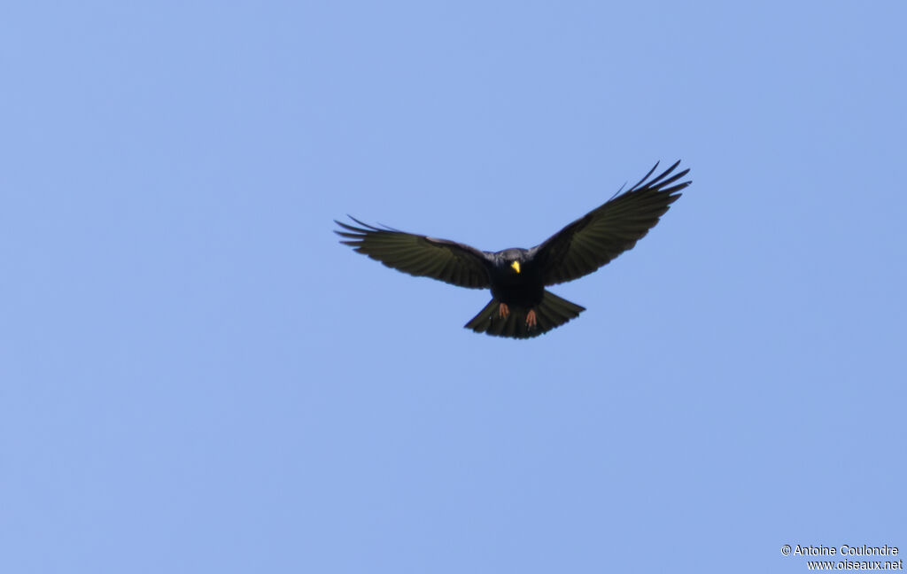 Alpine Choughadult, Flight