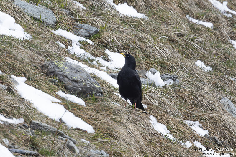 Alpine Choughadult breeding