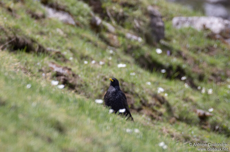 Alpine Choughadult