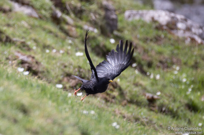 Alpine Choughadult, Flight