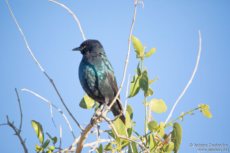 Greater Blue-eared Starlingadult