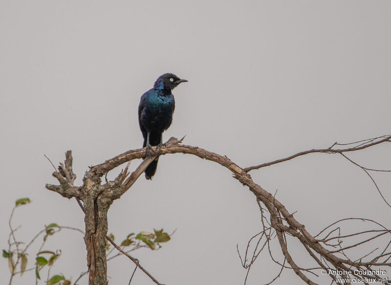 Greater Blue-eared Starlingadult