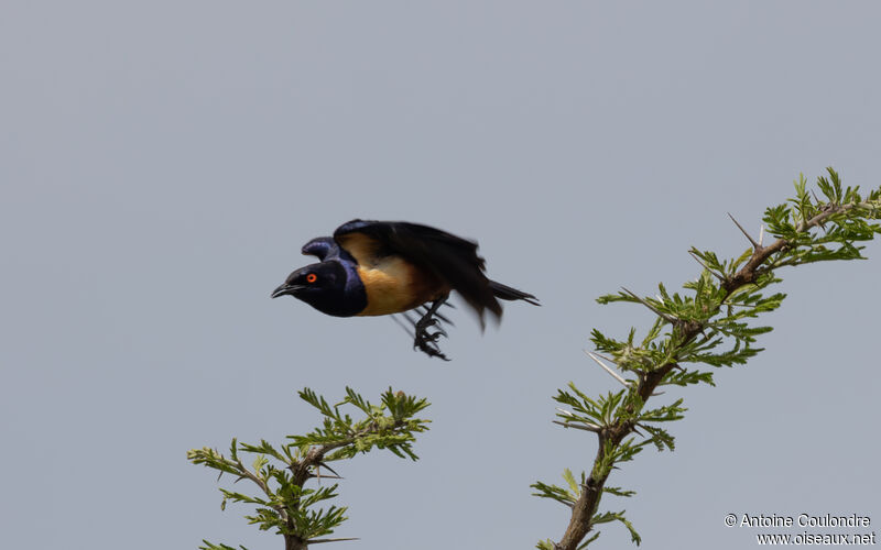 Hildebrandt's Starlingadult, Flight