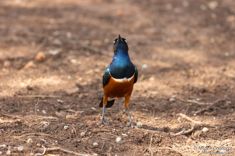 Superb Starlingadult