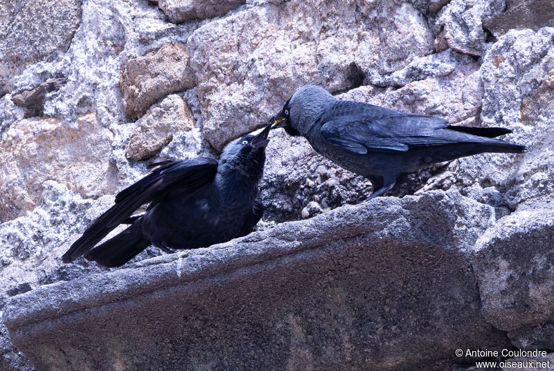 Choucas des toursjuvénile, mange