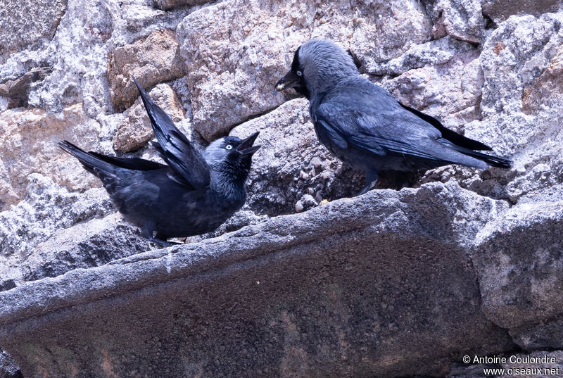 Choucas des toursjuvénile, mange