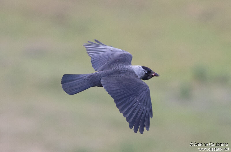 Western Jackdawadult breeding, Flight