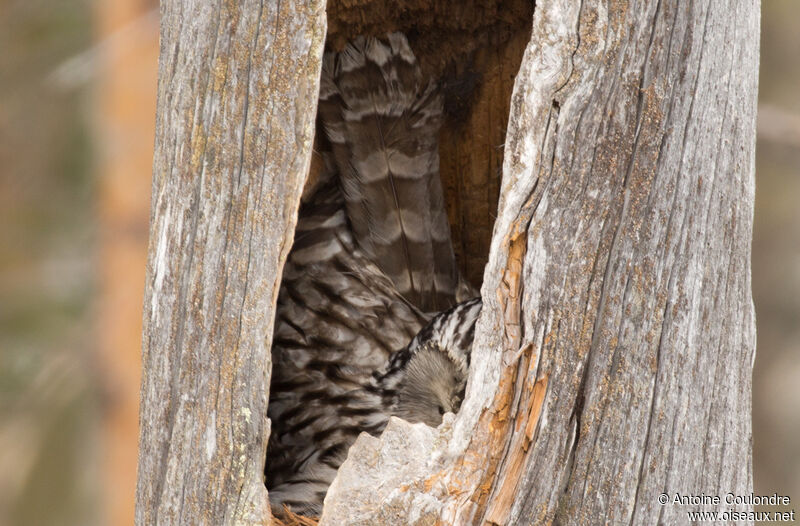 Ural Owl female adult, Reproduction-nesting