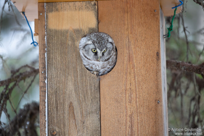 Boreal Owladult, Reproduction-nesting