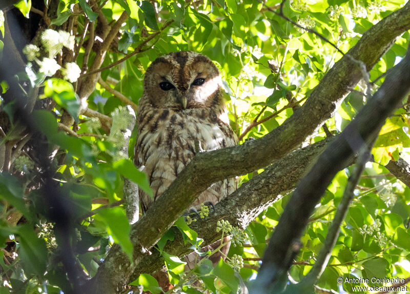 Tawny Owladult, close-up portrait