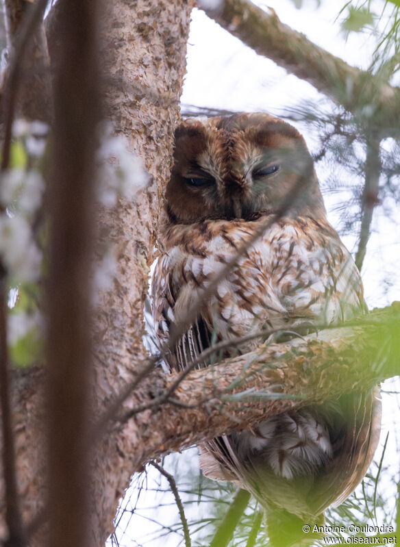 Tawny Owladult