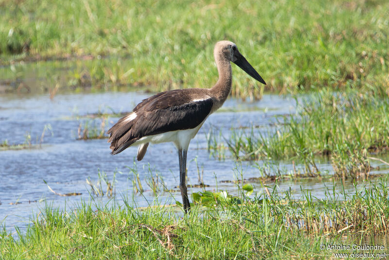 African Woolly-necked Storkimmature