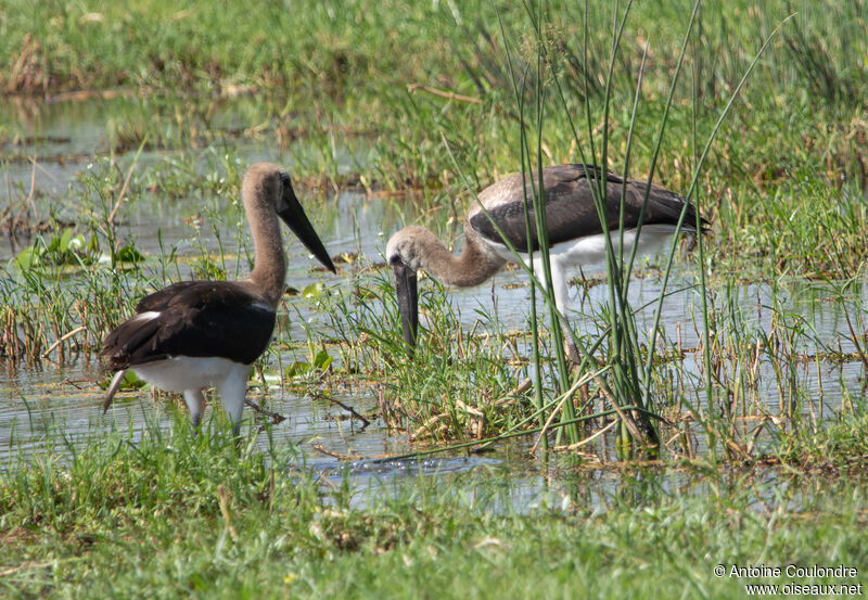 Cigogne à pattes noiresimmature