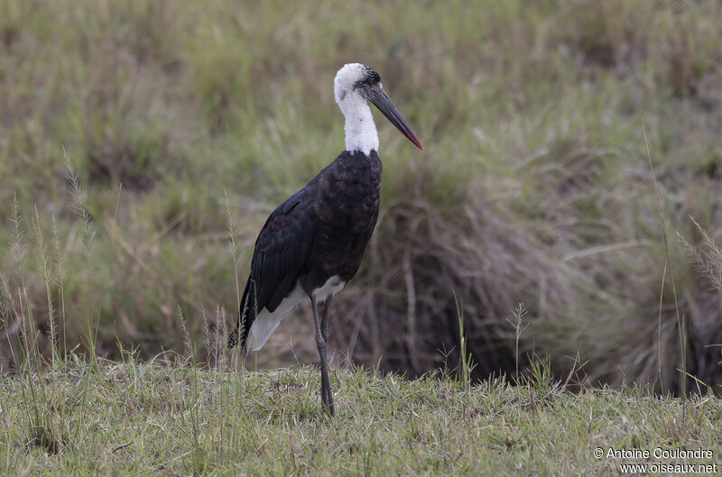 Cigogne à pattes noiresadulte