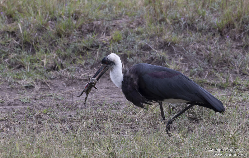 African Woolly-necked Storkadult, fishing/hunting, eats