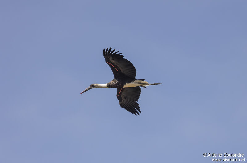 African Woolly-necked Storkadult, Flight