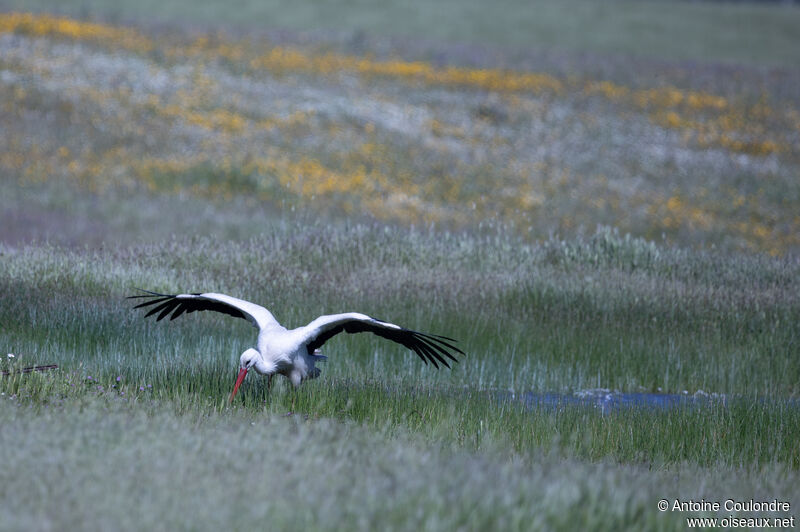 Cigogne blancheadulte nuptial, pêche/chasse