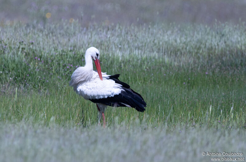 White Storkadult breeding