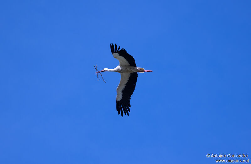 Cigogne blancheadulte nuptial, Nidification