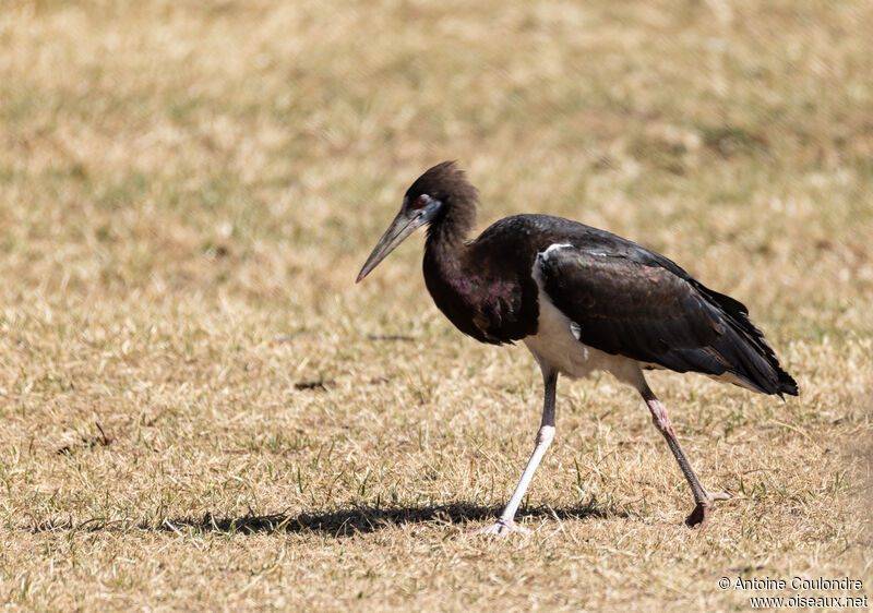 Cigogne d'Abdimadulte, pêche/chasse